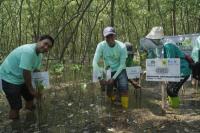  Hari Lingkungan Hidup, PLN Icon Plus Gelar Penghijauan Di Hutan Mangrove Surabaya